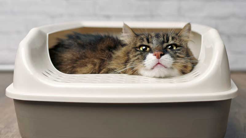 Litter Box Solutions for Cats - Tips for Happy & Healthy Cats
