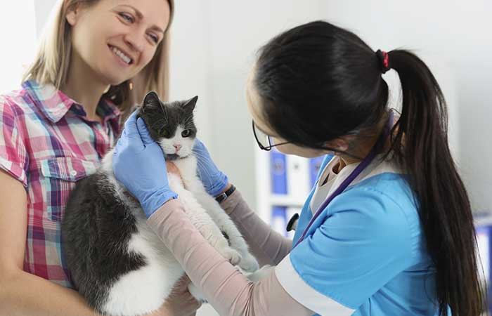 Cat Chronic Diseases - Managing Common Cat Health Issues