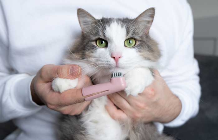 Cat Dental Care - Essential Guide to Keeping Your Cat's Teeth Healthy