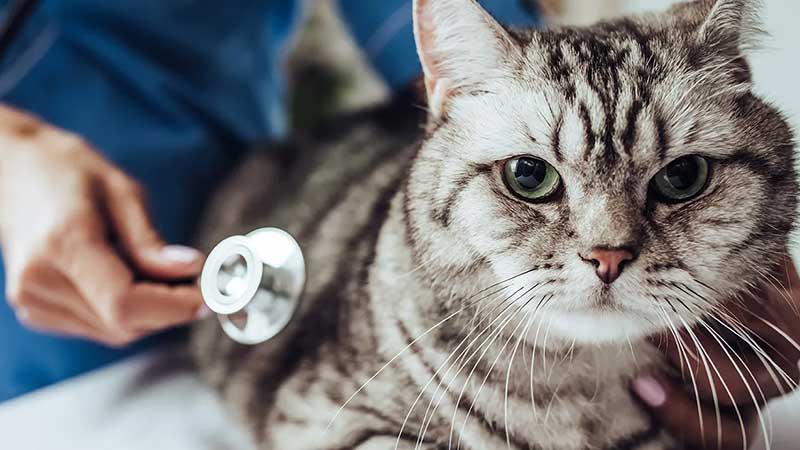 Cat Health Monitoring - Track Your Cat's Health with Easy-to-Use Systems