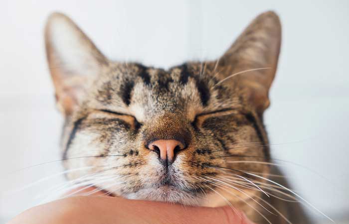 Best Cat Environment - Create the Ideal Home for Your Cat