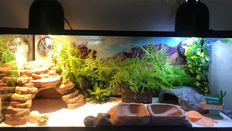 Leopard gecko habitat setup with essential components