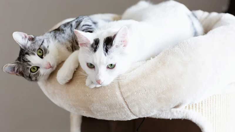 Multiple Cats - Tips for Happy & Peaceful Multi-Cat Households