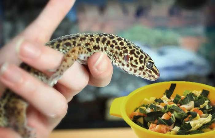 Leopard gecko feeding dish placement in habitat