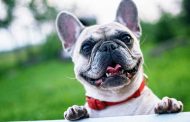The Secret to a Happy, Healthy Dog: Top Care Tips Every Owner Needs to Know