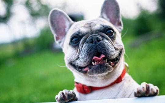 The Secret to a Happy, Healthy Dog: Top Care Tips Every Owner Needs to Know