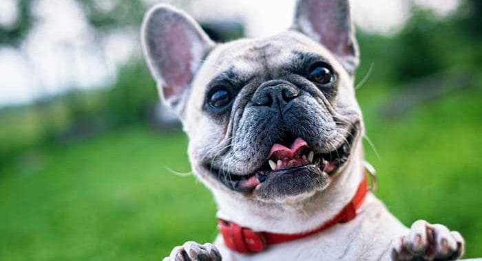 The Secret to a Happy, Healthy Dog: Top Care Tips Every Owner Needs to Know