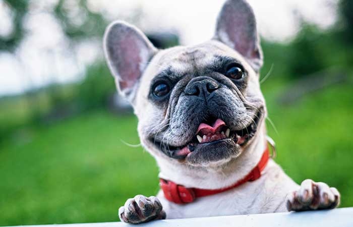 The Secret to a Happy, Healthy Dog: Top Care Tips Every Owner Needs to Know