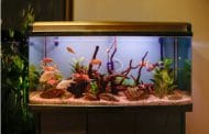 Best Rated Aquarium Filters For 20 Gallon Aquariums 2025: Reviews + Buying Guide