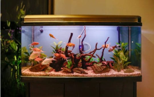 Best Rated Aquarium Filters For 20 Gallon Aquariums 2025: Reviews + Buying Guide