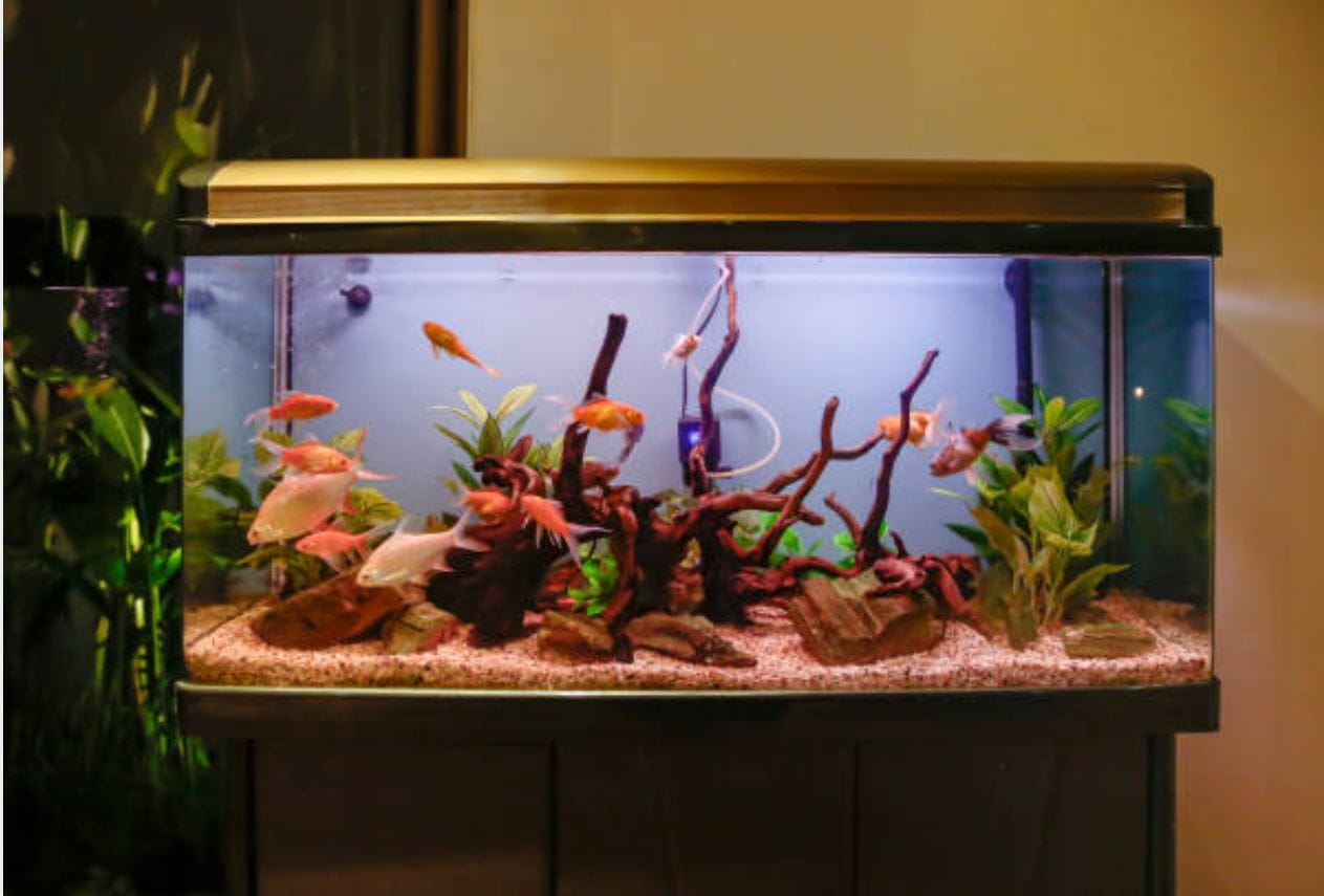 Best Rated Aquarium Filters For 20 Gallon Aquariums 2025: Reviews + Buying Guide
