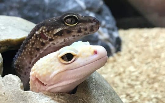 Best Rated Moist Hide For Leopard Geckos 2025: Reviews + Buying Guide
