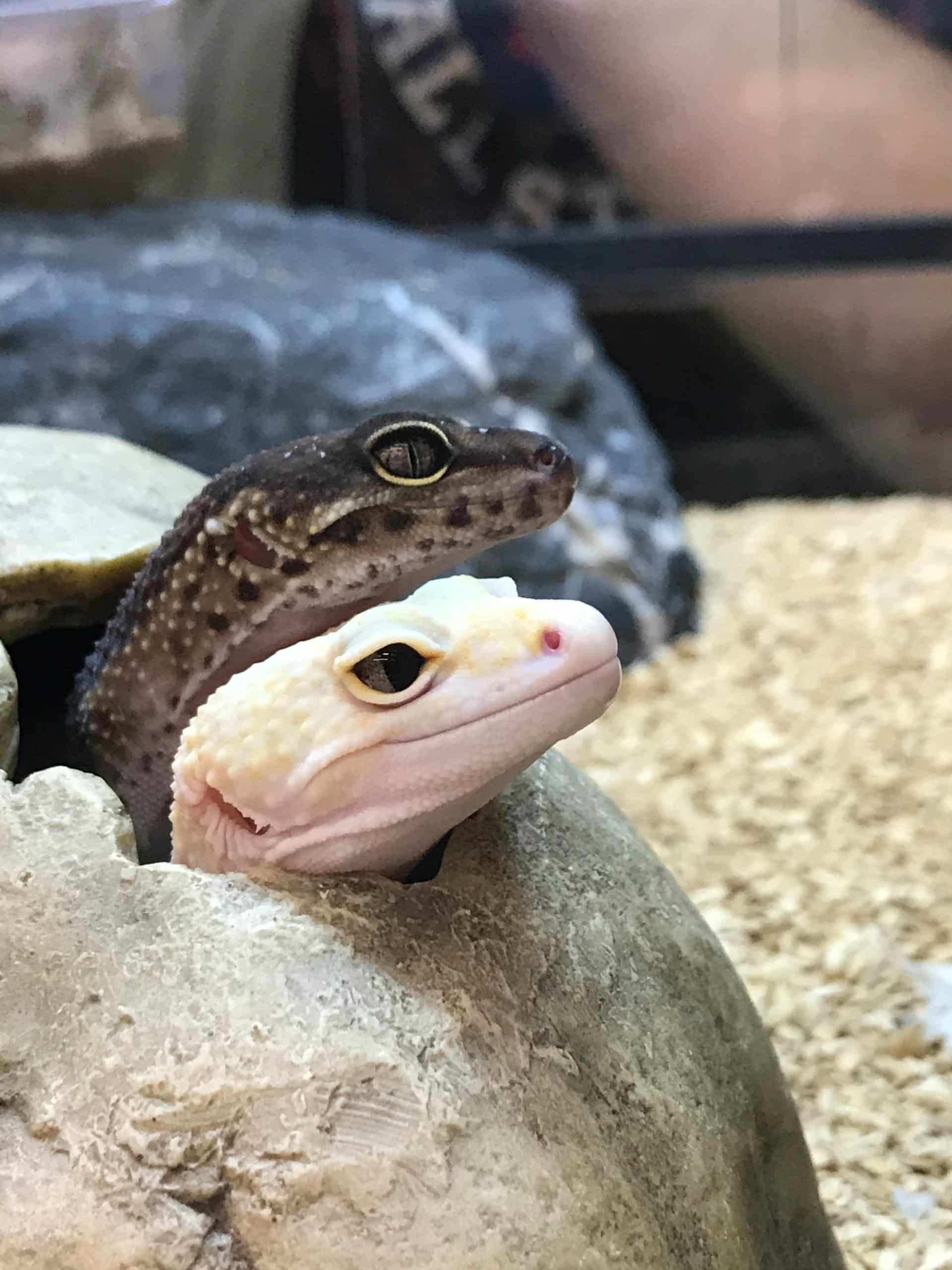 Best Rated Moist Hide For Leopard Geckos 2025: Reviews + Buying Guide