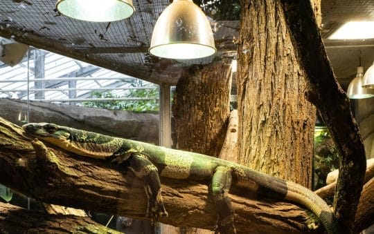 Best Rated UVB 10.0 Reptile Light Bulbs 2025: Reviews + Buying Guide