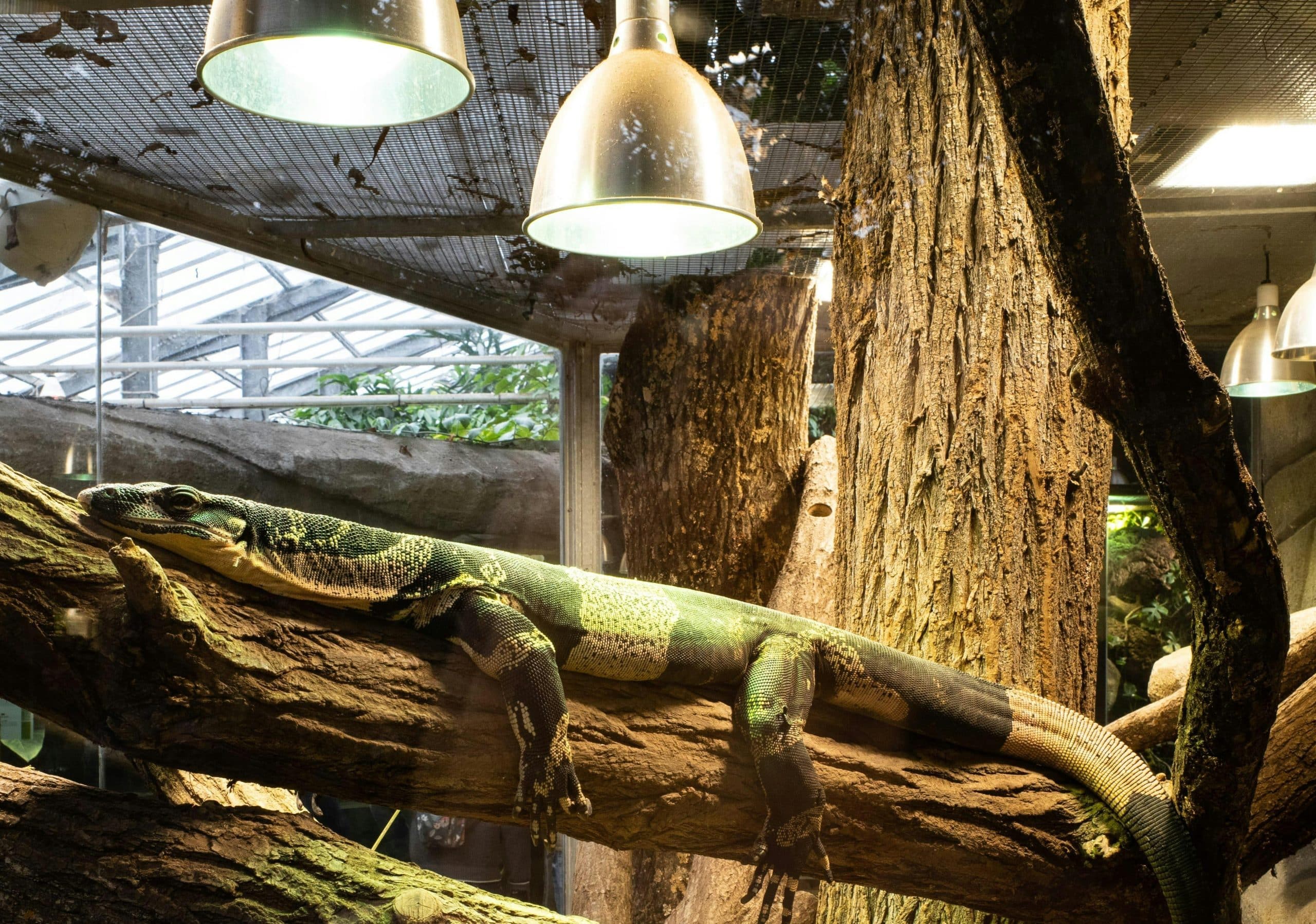 Best Rated UVB 10.0 Reptile Light Bulbs 2025: Reviews + Buying Guide