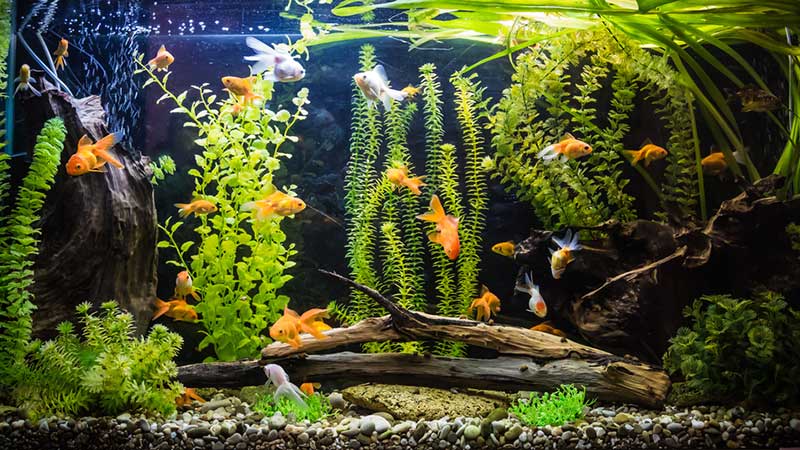 Easy Aquarium Plants for Beginners