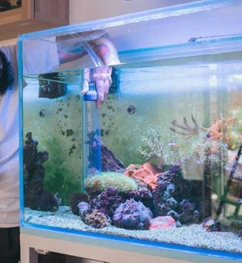The Simple Guide to Setting Up A Freshwater Aquarium: A Beginners Guide