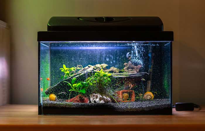 Aquarium Lighting Options
