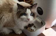 Best Rated Automatic Litter Boxes For Cats 2025: Reviews + Buying Guide