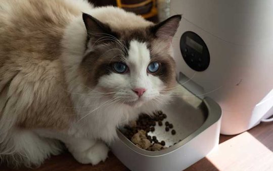 Best Rated Automatic Litter Boxes For Cats 2025: Reviews + Buying Guide