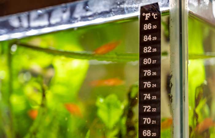Temperature Control for Aquariums