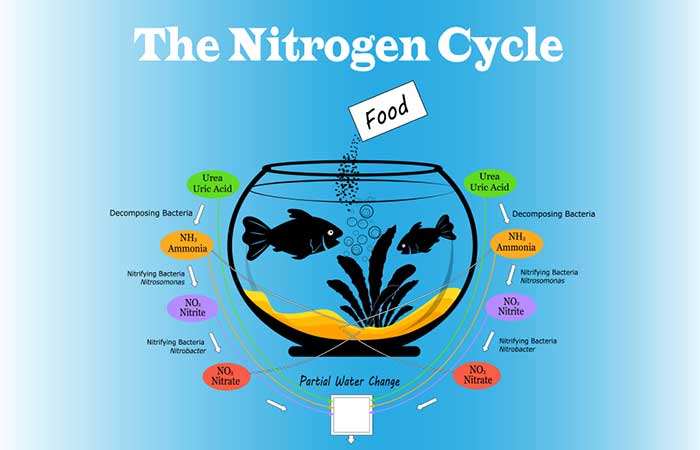 Nitrogen Cycle in Aquariums