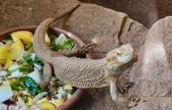 Best Rated Leopard Gecko Food Bowls 2025: Reviews + Buying Guide