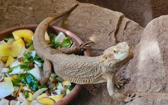 Best Rated Leopard Gecko Food Bowls 2025: Reviews + Buying Guide