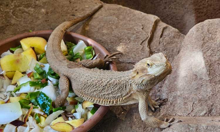 Best Rated Leopard Gecko Food Bowls 2025: Reviews + Buying Guide