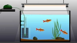 Happy fish thriving in a well-maintained aquarium with crystal-clear water.