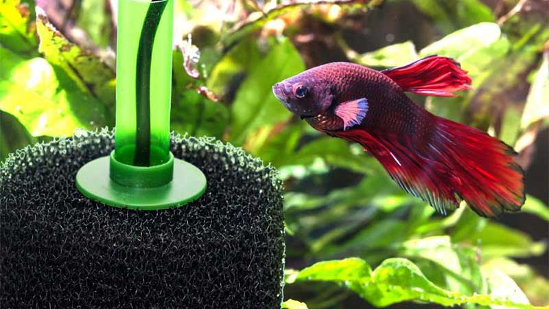Sponge filter for efficient biological filtration in smaller aquariums