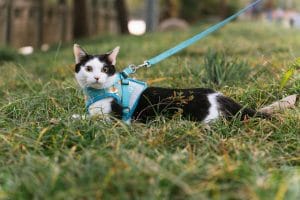 cat in harness