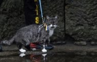 Best Rated Cat Harnesses 2025: Reviews + Buying Guide