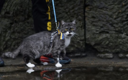 Best Rated Cat Harnesses 2025: Reviews + Buying Guide