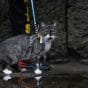 cat-on-walk