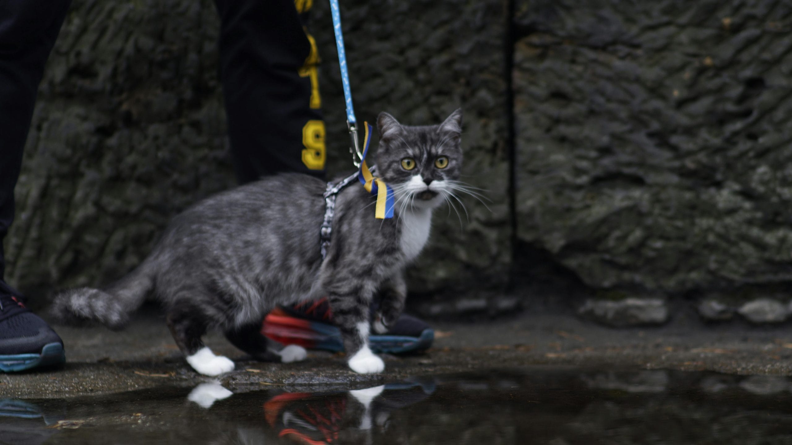 Best Rated Cat Harnesses 2025: Reviews + Buying Guide