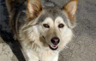 The Perfect Dog Grooming Routine:A Complete Guide for Pet Parents