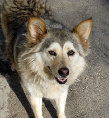 The Perfect Dog Grooming Routine:A Complete Guide for Pet Parents
