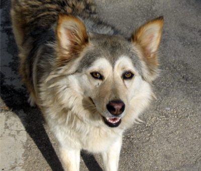 The Perfect Dog Grooming Routine:A Complete Guide for Pet Parents