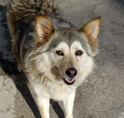 The Perfect Dog Grooming Routine:A Complete Guide for Pet Parents