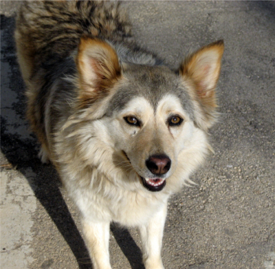 The Perfect Dog Grooming Routine:A Complete Guide for Pet Parents