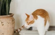 Choosing the Right Litter for an Automatic Litter Boxes: The Complete Guide