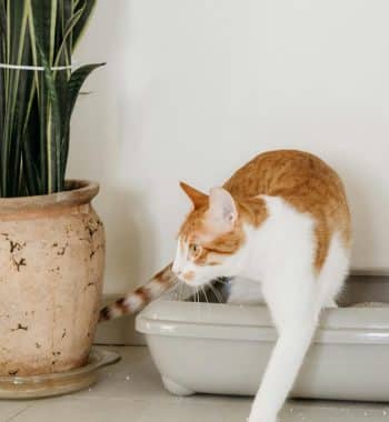 Choosing the Right Litter for an Automatic Litter Boxes: The Complete Guide