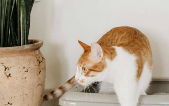 Choosing the Right Litter for an Automatic Litter Boxes: The Complete Guide