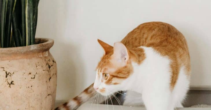 Choosing the Right Litter for an Automatic Litter Boxes: The Complete Guide