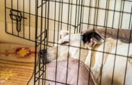 Best Rated Dog Crate 2025: Reviews + Buying Guide