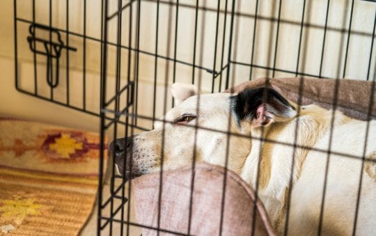Best Rated Dog Crate 2025: Reviews + Buying Guide