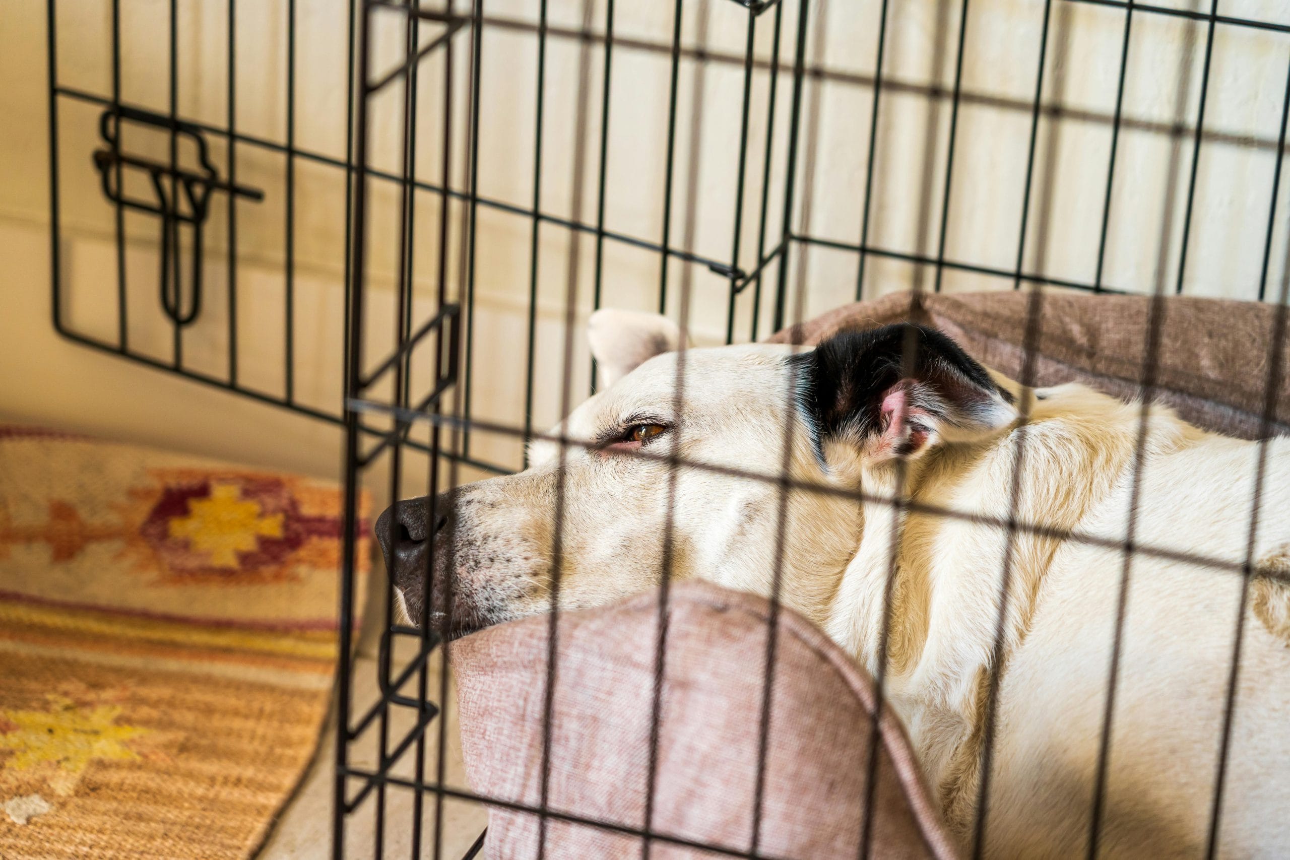 Best Rated Dog Crate 2025: Reviews + Buying Guide