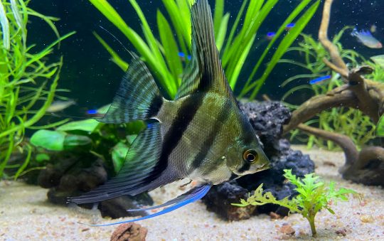 Best Rated Aquarium Gravel 2025: Reviews + Buying Guide