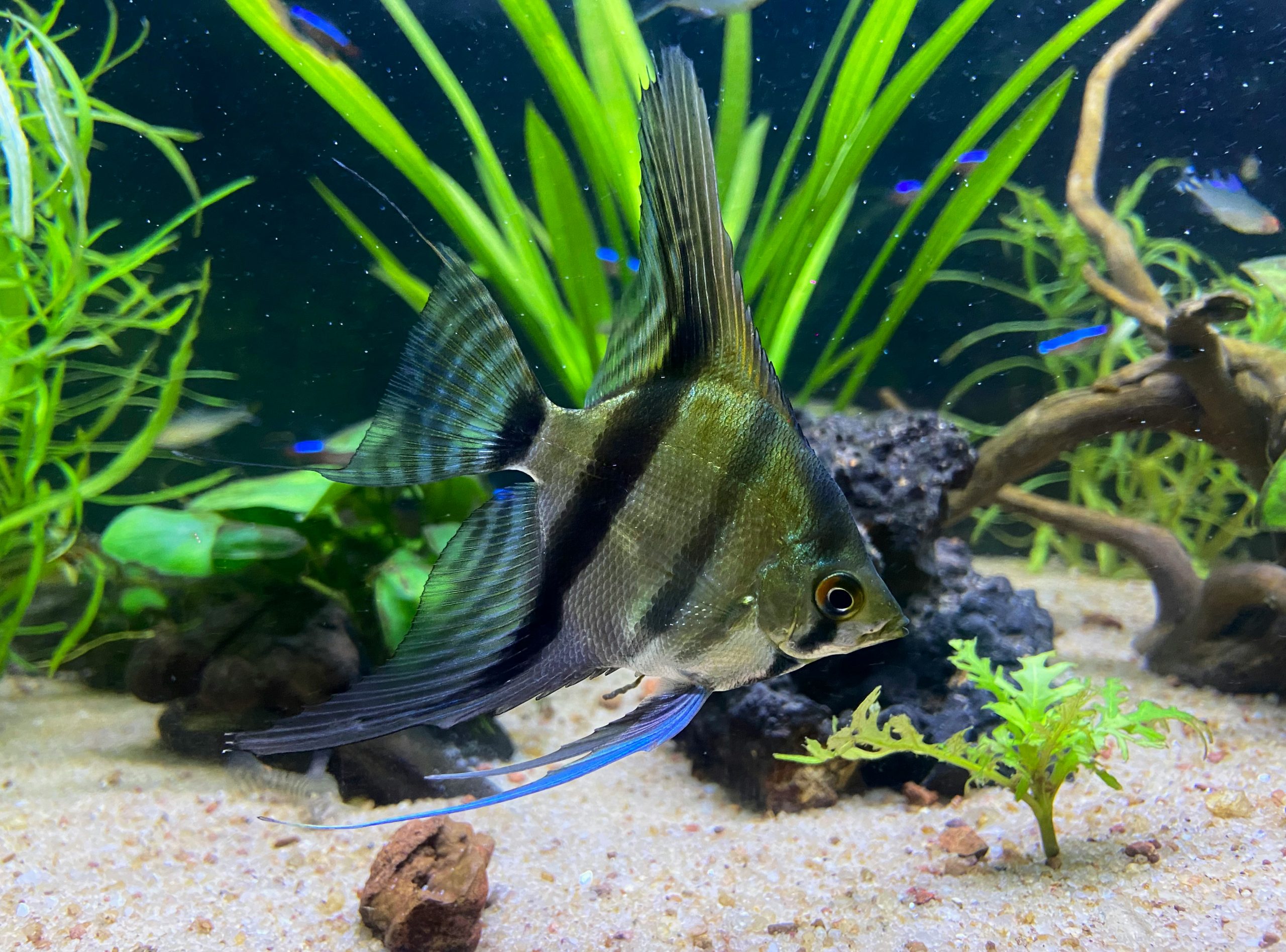 Best Rated Aquarium Gravel 2025: Reviews + Buying Guide